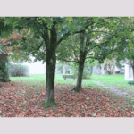 T1 bis Saint Genes (2)